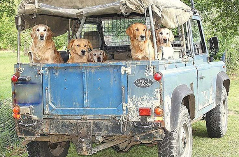 Never Leave the Dog Behind – Off-Roading with Man’s Best Friend